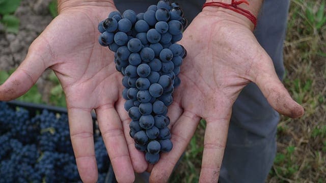 Pinot Noir - Chacra