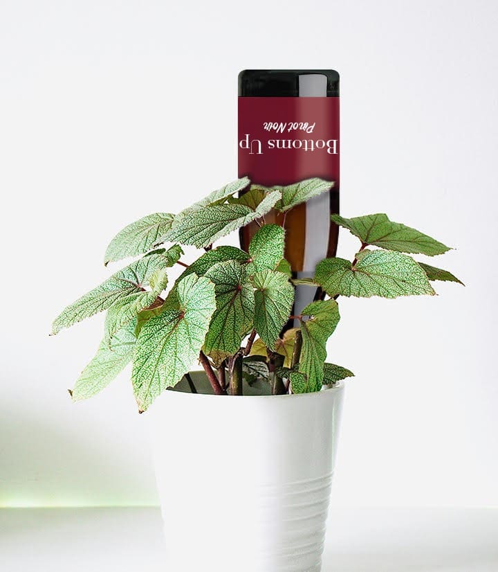 Bottle of wine upside down in a house plant